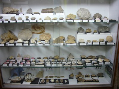 G-paleontologia.JPG G-paleontologia.JPG