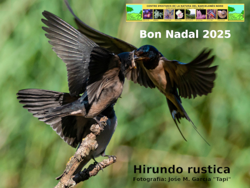 bon-nadal-2025-v1.jpg