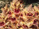 orobanche-gracilis.jpg